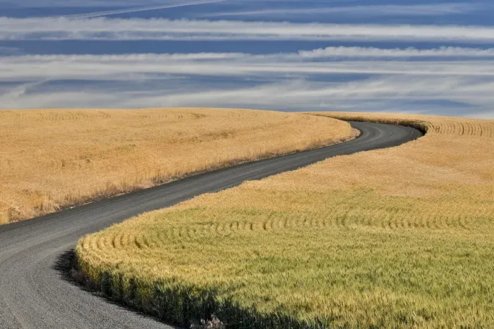 Framed Print : Winter wheat and curved gravel road just south of St. John, Eastern Washington Framed Print : Winter wheat and curved gravel road just south of St. John, Eastern Washington