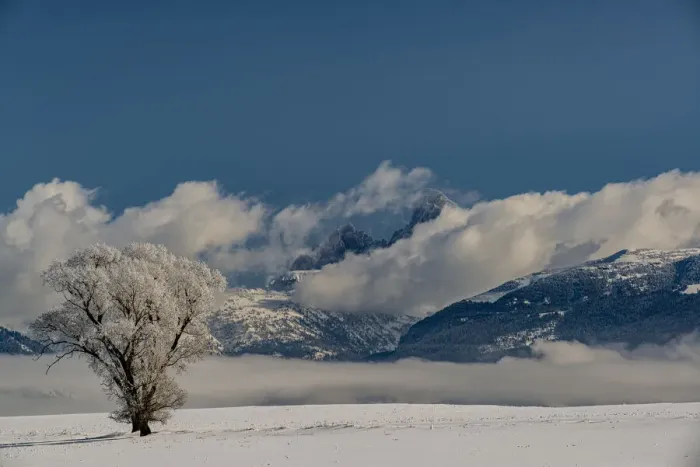 Framed Print : Wintry landscape of cottonwood tree, fog, and Teton Mountains, Driggs, Idaho Framed Print : Wintry landscape of cottonwood tree, fog, and Teton Mountains, Driggs, Idaho