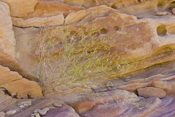 Framed Print : Wire-lettuce against sandstone, Rainbow vista, Valley of Fire, NV Framed Print : Wire-lettuce against sandstone, Rainbow vista, Valley of Fire, NV
