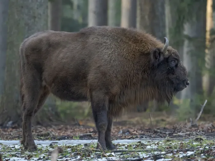 Framed Print : Wisent or European bison (Bison bonasus, Bos bonasus) during winter