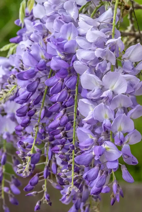 Framed Print : Wisteria