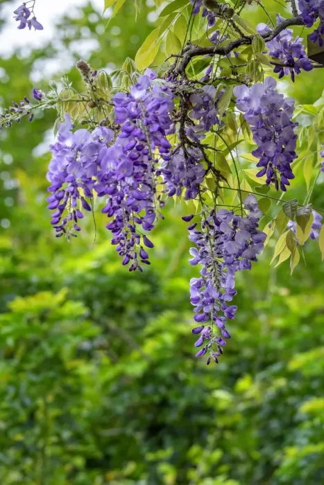 Framed Print : Wisteria