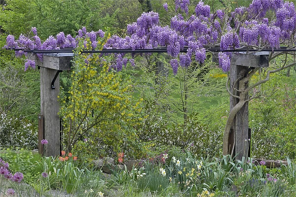 Wisteria in full bloom on trellis, Chanticleer Garden, Wayne, Pennsylvania