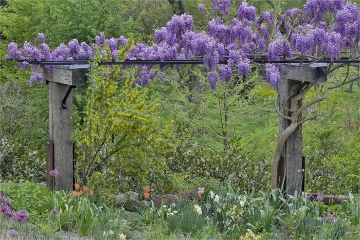 Framed Print : Wisteria in full bloom on trellis, Chanticleer Garden, Wayne, Pennsylvania Framed Print : Wisteria in full bloom on trellis, Chanticleer Garden, Wayne, Pennsylvania
