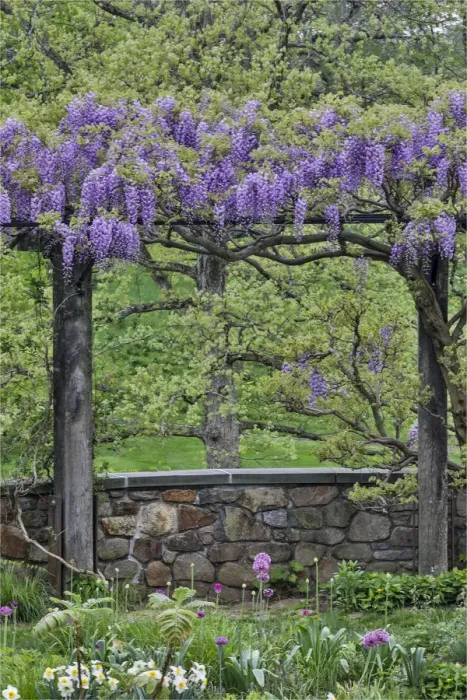 Framed Print : Wisteria in full bloom on trellis Chanticleer Garden, Wayne, Pennsylvania Framed Print : Wisteria in full bloom on trellis Chanticleer Garden, Wayne, Pennsylvania