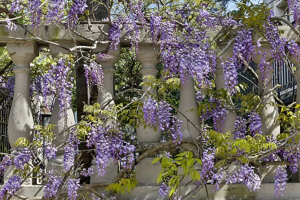 Wisteria growing on column fence in downtown Charleston, South Carolina