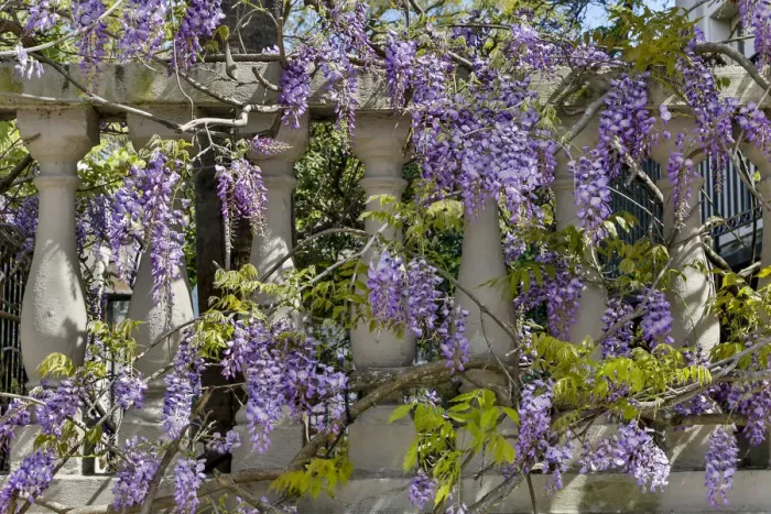 Framed Print : Wisteria growing on column fence in downtown Charleston, South Carolina Framed Print : Wisteria growing on column fence in downtown Charleston, South Carolina