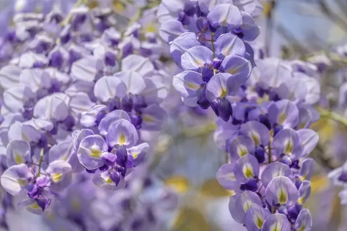 Framed Print : Wisteria Sinensis