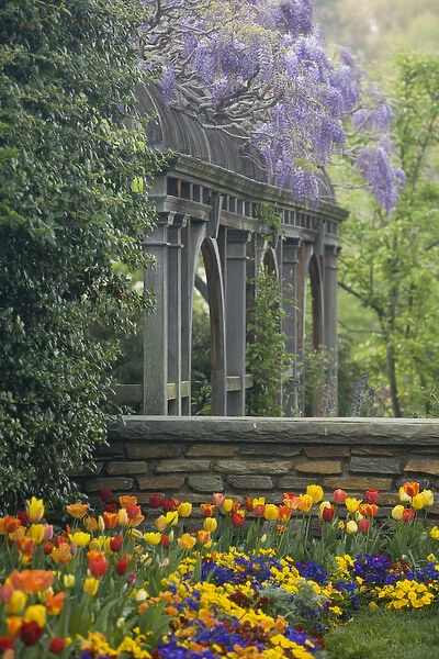 Wisteria and tulips in garden of Dumbarton Oaks, Georgetown, Washington D. C. (District of Columbia)