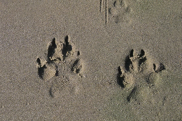 Wolf tracks along sandy beach of a lake in Caribou Mountains, British Columbia, Canada