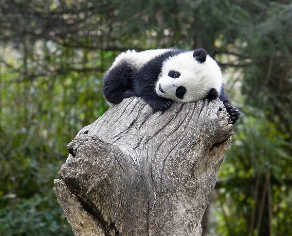 Wolong Reserve, China, Baby panda asleep on stump