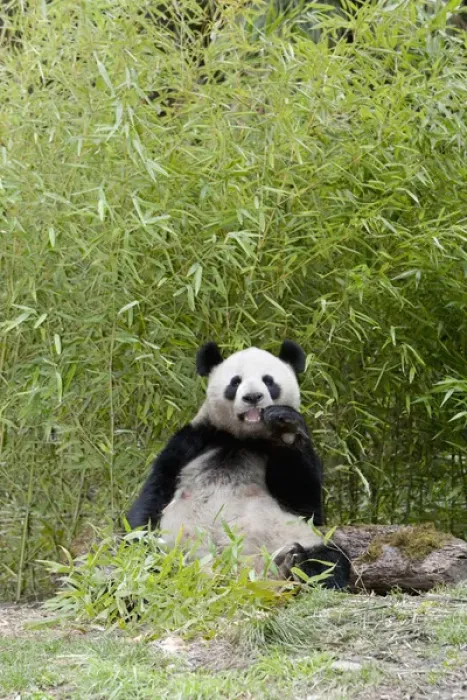 Framed Print : Wolong Reserve, China, Giant panda eating bamboo Framed Print : Wolong Reserve, China, Giant panda eating bamboo