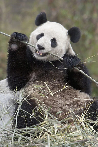 Wolong Reserve, China, Giant panda eating bamboo