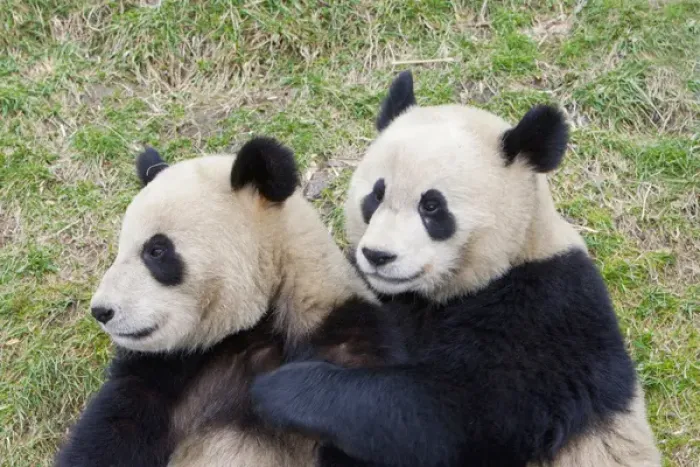 Framed Print : Wolong Reserve, China, Giant panda hugging another