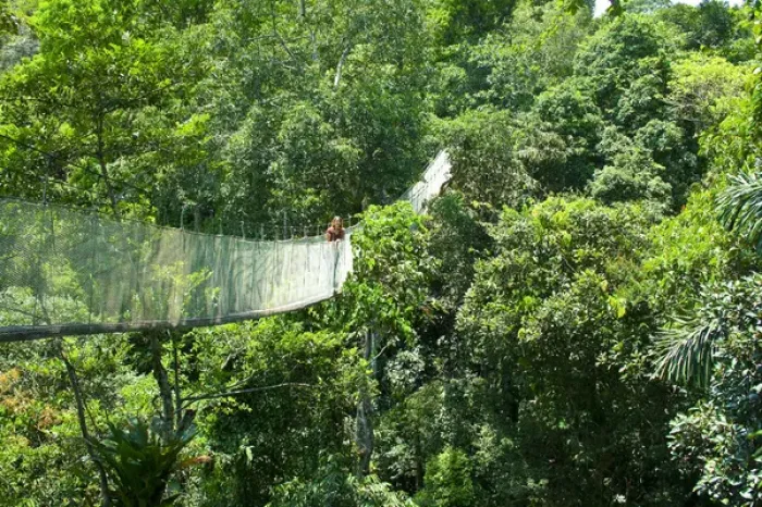 Framed Print : Woman on a canopy walkway above the Amazon Jungle of Brazil or Peru, South America Framed Print : Woman on a canopy walkway above the Amazon Jungle of Brazil or Peru, South America