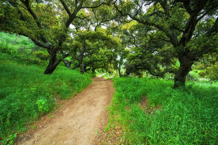 Framed Print : Woman hiking through coast live oaks in Harmon Canyon Preserve, Ventura, California, USA. (MR) Framed Print : Woman hiking through coast live oaks in Harmon Canyon Preserve, Ventura, California, USA. (MR)