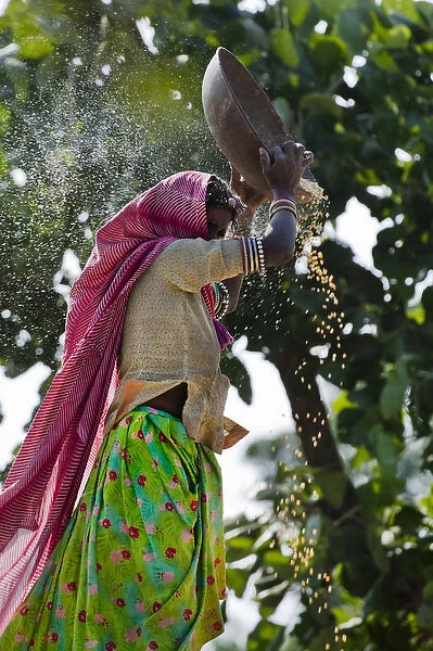 Woman minnowing, Udaipur, Rajasthan, India. (MR)