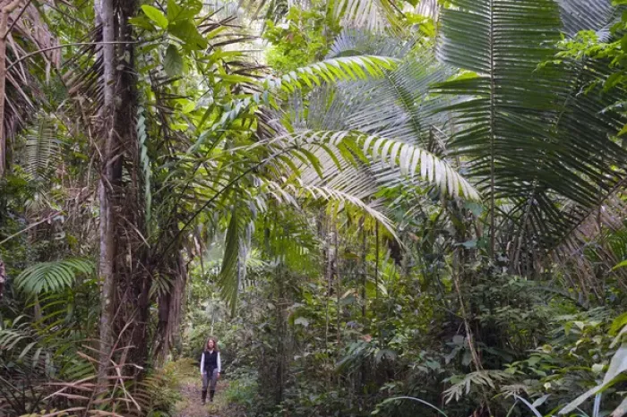 Framed Print : Woman in rainforest, Left- Acai Palm, right- Chapaja Palm, UNESCO Biosphere Reserve Framed Print : Woman in rainforest, Left- Acai Palm, right- Chapaja Palm, UNESCO Biosphere Reserve