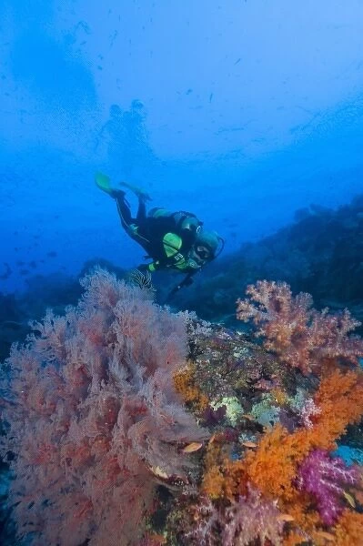 woman scuba diving, profuse and colorful soft corals (Dendronepthya sp. ) Raja Ampat