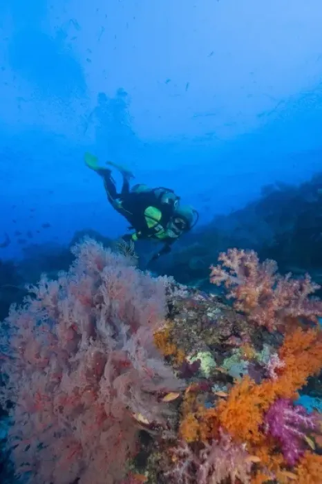 Framed Print : woman scuba diving, profuse and colorful soft corals (Dendronepthya sp. ) Raja Ampat
