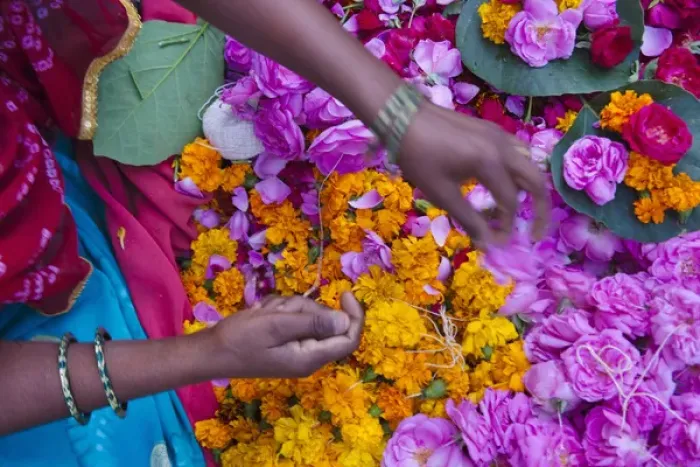Framed Print : Woman selling flower, Pushkar, Rajasthan, India Framed Print : Woman selling flower, Pushkar, Rajasthan, India