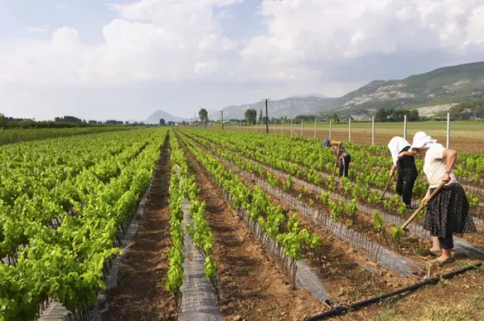 Framed Print : Woman women working the soil with a tool. Fidal vine nursery and winery, Zejmen, Lezhe Framed Print : Woman women working the soil with a tool. Fidal vine nursery and winery, Zejmen, Lezhe