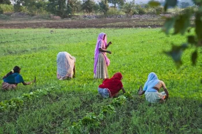 Framed Print : Women work on farmland, Bijaipur, Rajasthan, India