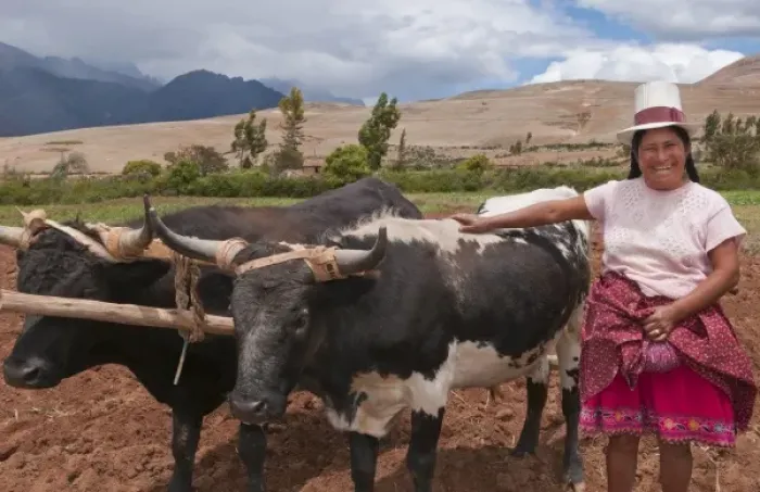 Framed Print : Wonderful farming woman on farm with oxen and traditional dress and smiling happy Framed Print : Wonderful farming woman on farm with oxen and traditional dress and smiling happy