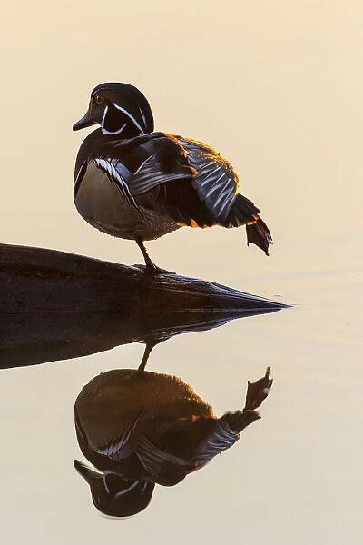 Wood Duck (Aix sponsa) male on log stretching in wetland at sunrise, Marion County