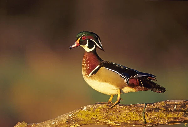 Wood Duck (Aix sponsa) male on log in wetland, Marion Co, Illinois