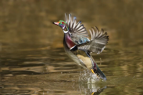 Wood Duck (Aix sponsa) male takeoff from river