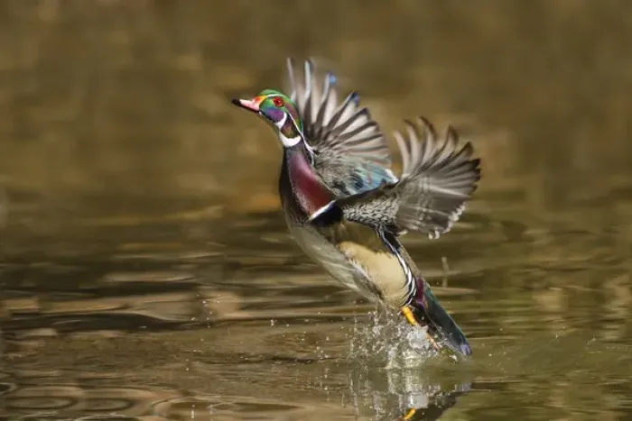 Framed Print : Wood Duck (Aix sponsa) male takeoff from river Framed Print : Wood Duck (Aix sponsa) male takeoff from river