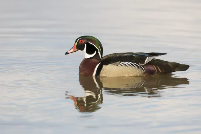 Framed Print : Wood Duck (Aix sponsa) male in wetland, Marion County, Illinois Framed Print : Wood Duck (Aix sponsa) male in wetland, Marion County, Illinois