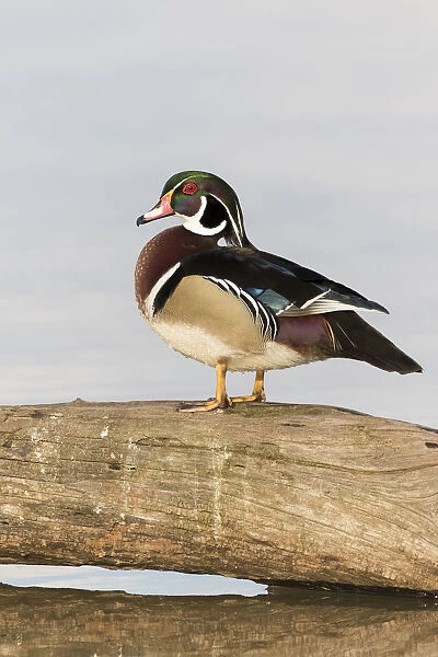 Wood Duck (Aix sponsa) male in wetland Marion Co. IL