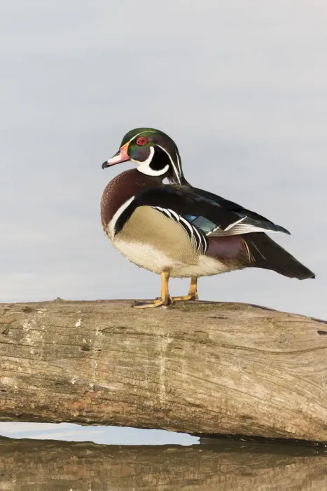 Framed Print : Wood Duck (Aix sponsa) male in wetland Marion Co. IL