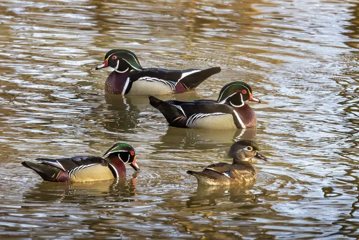 Framed Print : Wood duck in creek in Defiance, Ohio, USA. (Editorial Use Only) Framed Print : Wood duck in creek in Defiance, Ohio, USA. (Editorial Use Only)