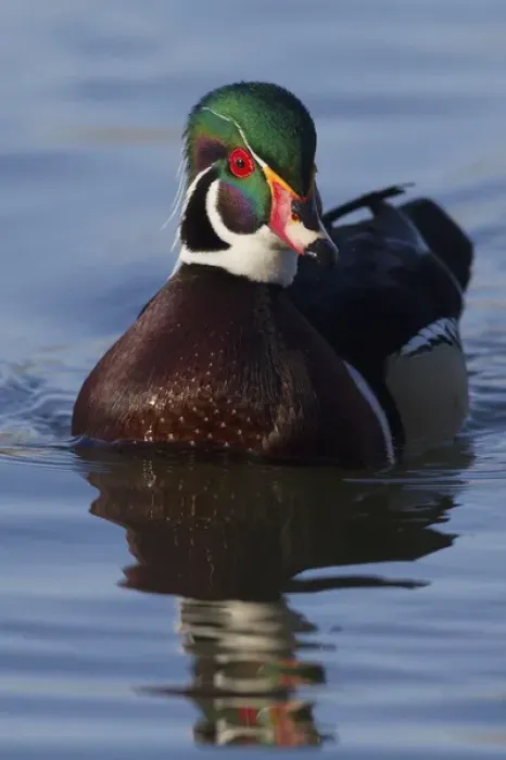 Framed Print : Wood Duck Drake