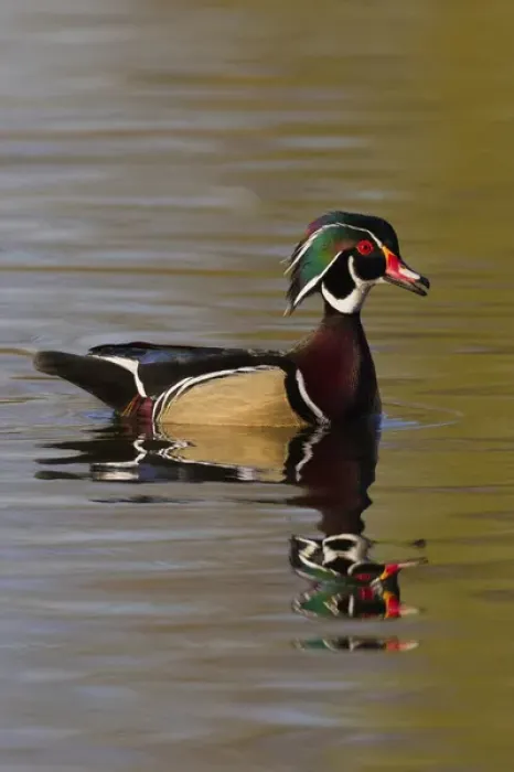 Framed Print : Wood Duck Drake
