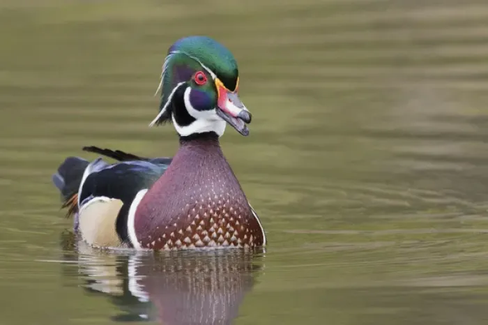 Framed Print : Wood Duck Drake