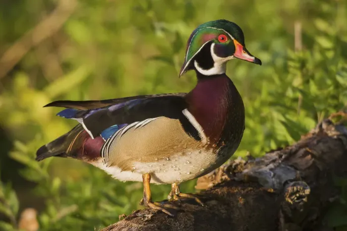 Framed Print : Wood duck drake Framed Print : Wood duck drake