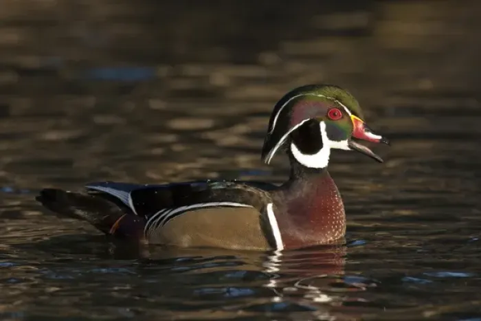 Framed Print : A Wood Duck drake (Aix sponsa) calling