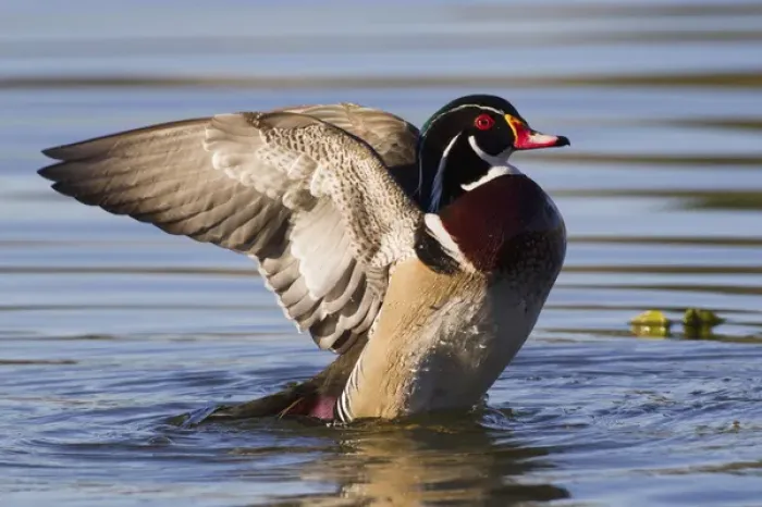 Framed Print : Wood Duck Drake Drying Wings Framed Print : Wood Duck Drake Drying Wings