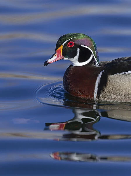 Wood duck drake in perfect coloration, New Mexico