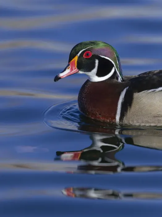 Framed Print : Wood duck drake in perfect coloration, New Mexico