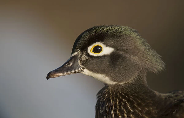 Wood duck female, close-up of head