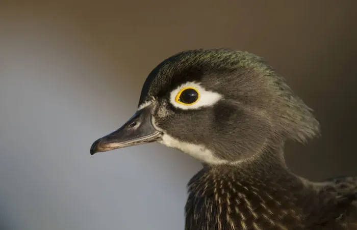 Framed Print : Wood duck female, close-up of head Framed Print : Wood duck female, close-up of head
