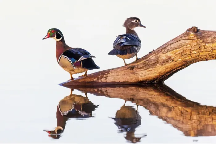 Framed Print : Wood duck male and female on log in wetland, Marion County, Illinois Framed Print : Wood duck male and female on log in wetland, Marion County, Illinois
