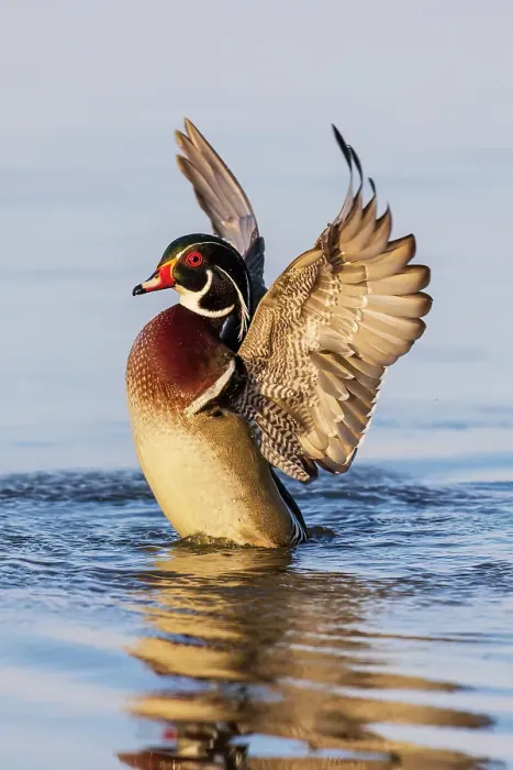 Framed Print : Wood duck male flapping wings in wetland, Marion County, Illinois