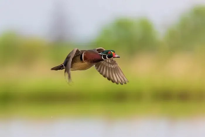 Framed Print : Wood duck male in flight, Marion County, Illinois Framed Print : Wood duck male in flight, Marion County, Illinois