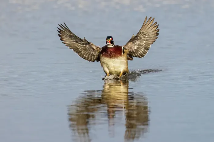 Framed Print : Wood duck male flying landing in wetland, Marion County, Illinois